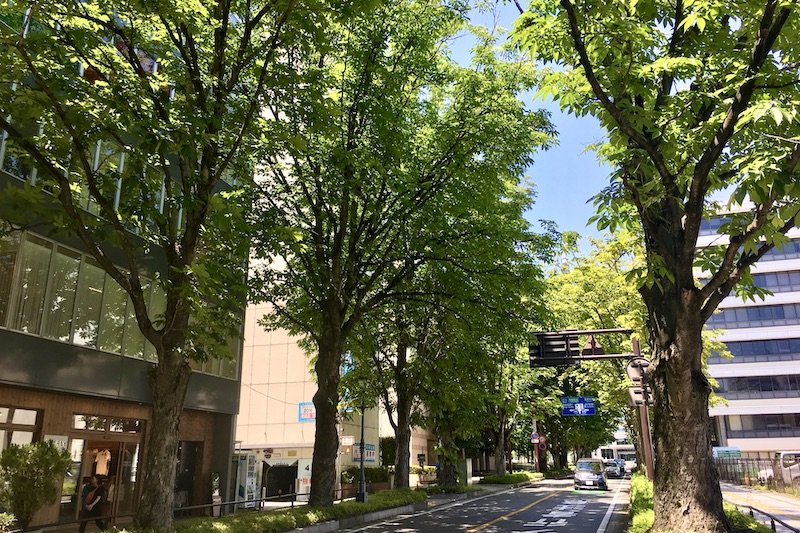 「栃木県庁」前の緑豊かな並木道